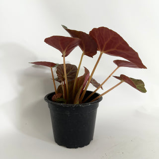 Begonia U514 (bronze form)