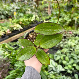Hoya cv. MB-1414 ('Christine' x aldrichii)