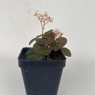 Begonia sp. Sarawak