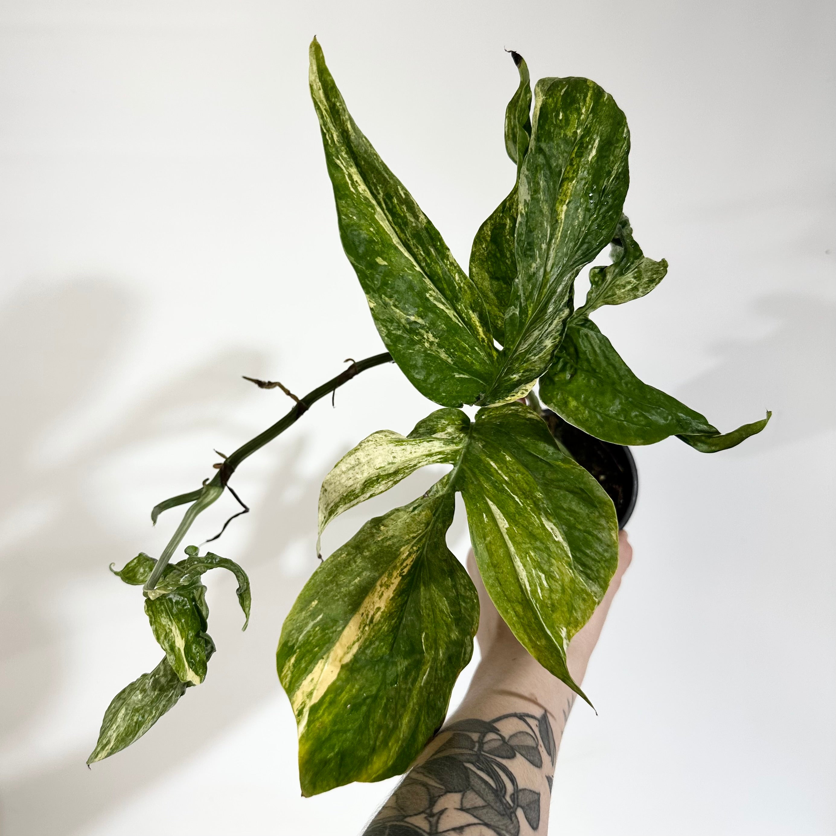 Z-5061 - Amydrium zippelianum variegata – Steve's Leaves