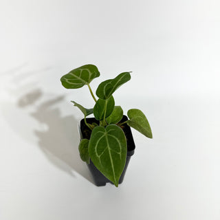 Anthurium magnificum/‘Silver Blush' x 'Chuck Norris'