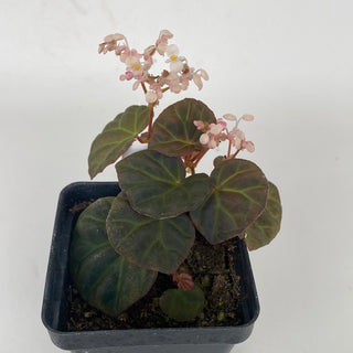 Begonia sp. Sarawak