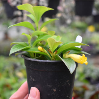 Nematanthus 'Lemon Lime'
