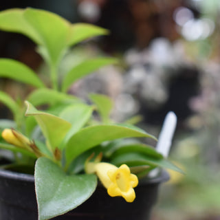 Nematanthus 'Lemon Lime'