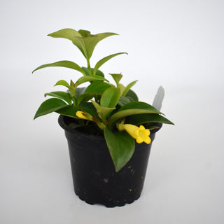 Nematanthus 'Lemon Lime'