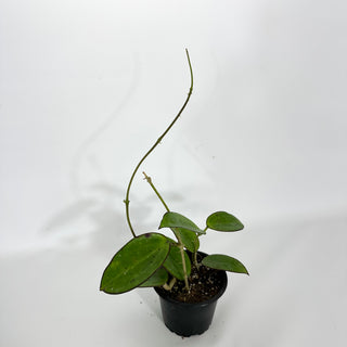 Hoya cv. MB-1414 ('Christine' x aldrichii)