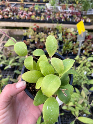 Hoya sp. NS05-055