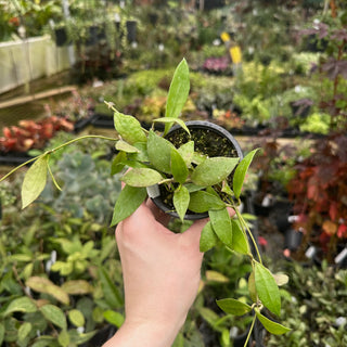 Hoya walliniana