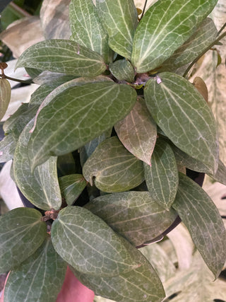 Hoya fitchii - 6" Hanging Basket