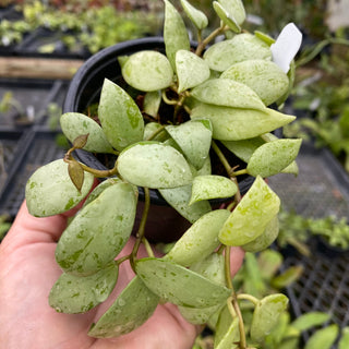 Hoya lacunosa ‘Sulcata’