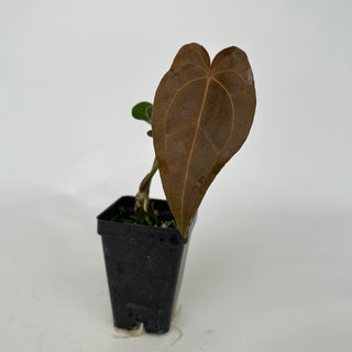 Anthurium 'Not The Mama' x 'Ace of Spades'