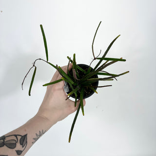 Z-4524 - Hoya insularis