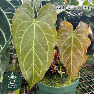 Anthurium 'Blue Velvet' x magnificum