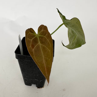 Anthurium 'Not The Mama' x 'Ace of Spades'