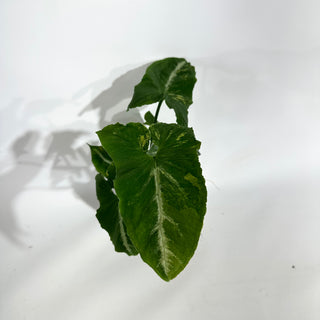 Z-5055 - Syngonium wendlandii ‘Scrambled Eggs’