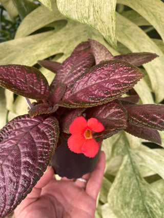 Episcia 'Temptation'