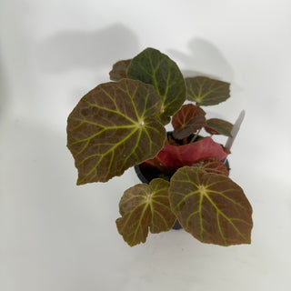 Begonia U514 (bronze form)