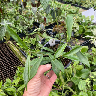 Hoya rostellata 'Hummingbird'