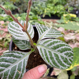 Chamaeranthemum venosum