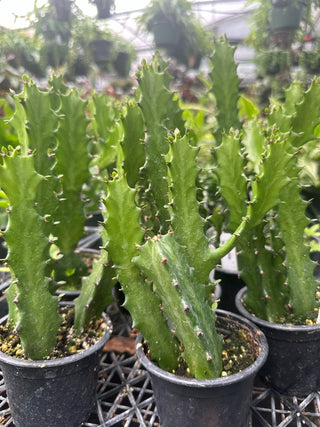 Euphorbia lactea