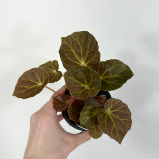 Begonia U514 (bronze form)