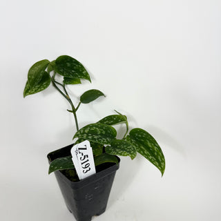 Z-5193 - Scindapsus pictus "Green Form" (Hassk)