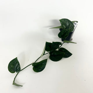 Z-5180 - Scindapsus pictus 'Black Mamba'
