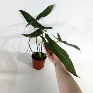 Philodendron atabapoense - 5.5" Pot