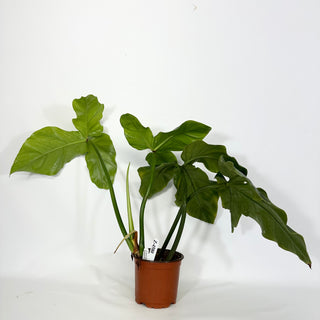 Z-4580 - Philodendron barrosoanum (Non-TC)
