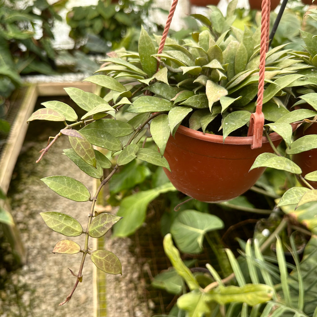 elle plant Hoya 'Elle' – Steve's Leaves
