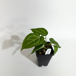 Anthurium magnificum/‘Silver Blush' x 'Chuck Norris'