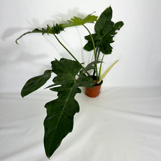 Z-4622 - Philodendron 'Mottled Dragon' (Non-TC)