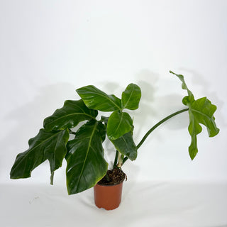 Z-4580 - Philodendron barrosoanum (Non-TC)