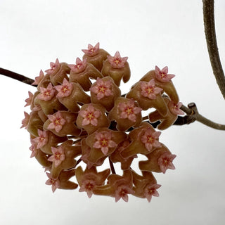Hoya chuniana