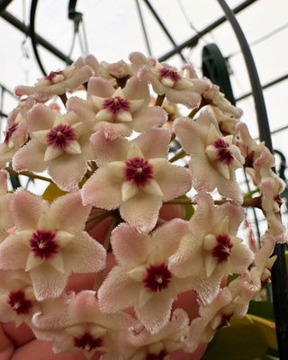Hoya carnosa 'Silver Moon' (AH-074)