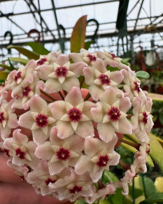 Hoya carnosa 'Silver Moon' (AH-074)