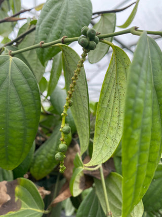 Piper nigrum (Black Pepper)