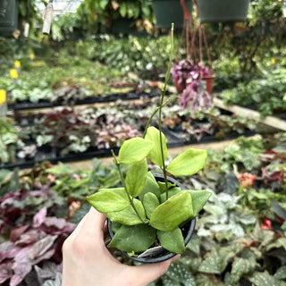 Hoya oblongata