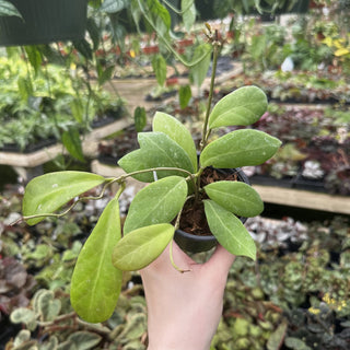Hoya mindorensis (Purple Flower)
