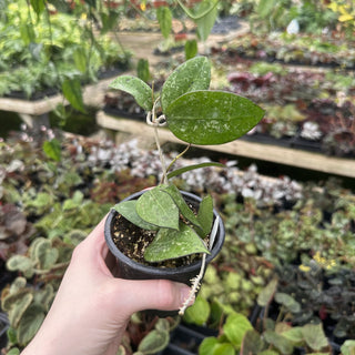 Hoya sp. Anjuk Ladang (MA35)