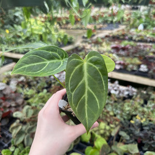 Anthurium 'Not The Mama' x 'Silver Blush'