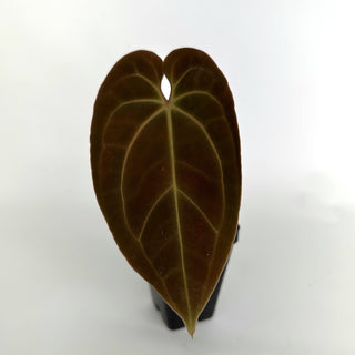 Anthurium 'Wuhoo's First Night' x aff. besseae