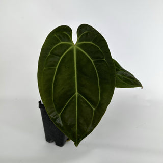 Anthurium 'Wuhoo's First Night' x aff. besseae