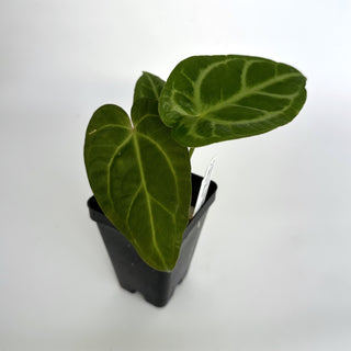 Anthurium 'Not The Mama' x 'Silver Blush'