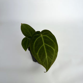 Anthurium 'Not The Mama' x 'Silver Blush'