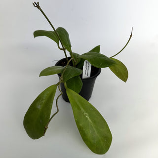 Hoya mindorensis (Purple Flower)