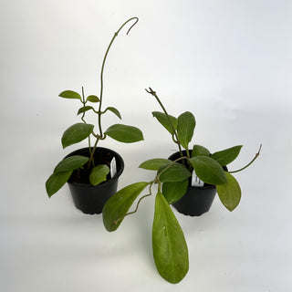 Hoya mindorensis (Purple Flower)