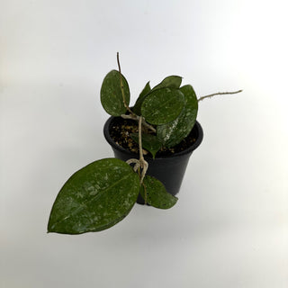 Hoya sp. Anjuk Ladang (MA35)
