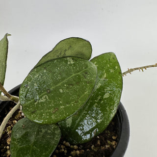 Hoya sp. Anjuk Ladang (MA35)
