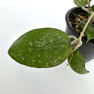Hoya sp. Anjuk Ladang (MA35)